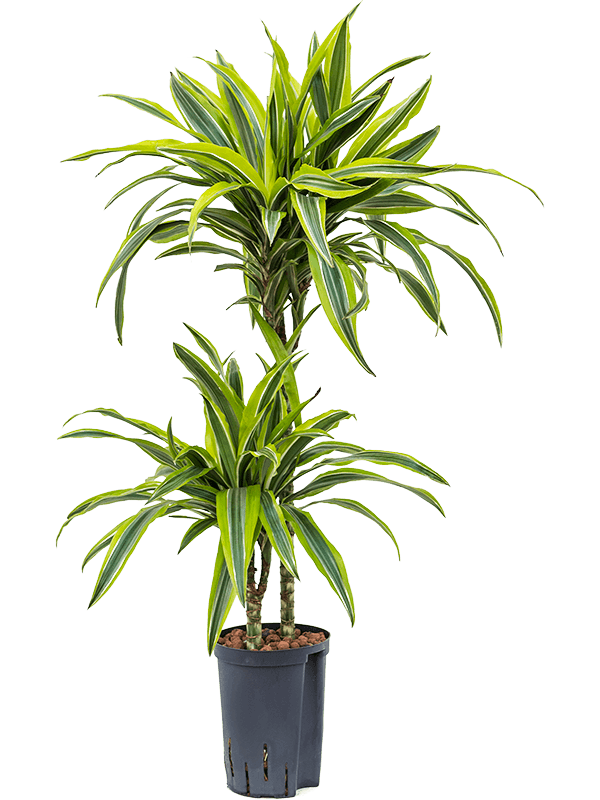Dracaena der. Lemon Line 40cm