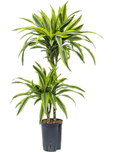Dracaena Lemon Line
