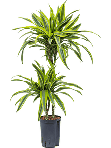 Dracaena Lemon Line