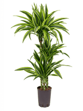 Dracaena Lemon Line