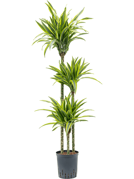 Dracaena der. Lemon Line 40cm
