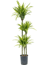Dracaena Lemon Line