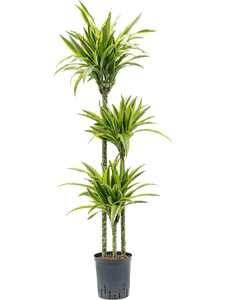 Dracaena Lemon Line