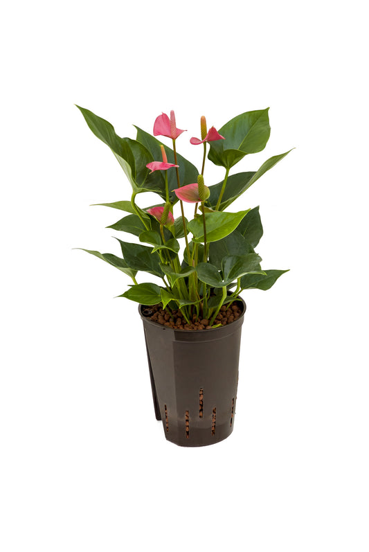 Anthurium ROT 60cm