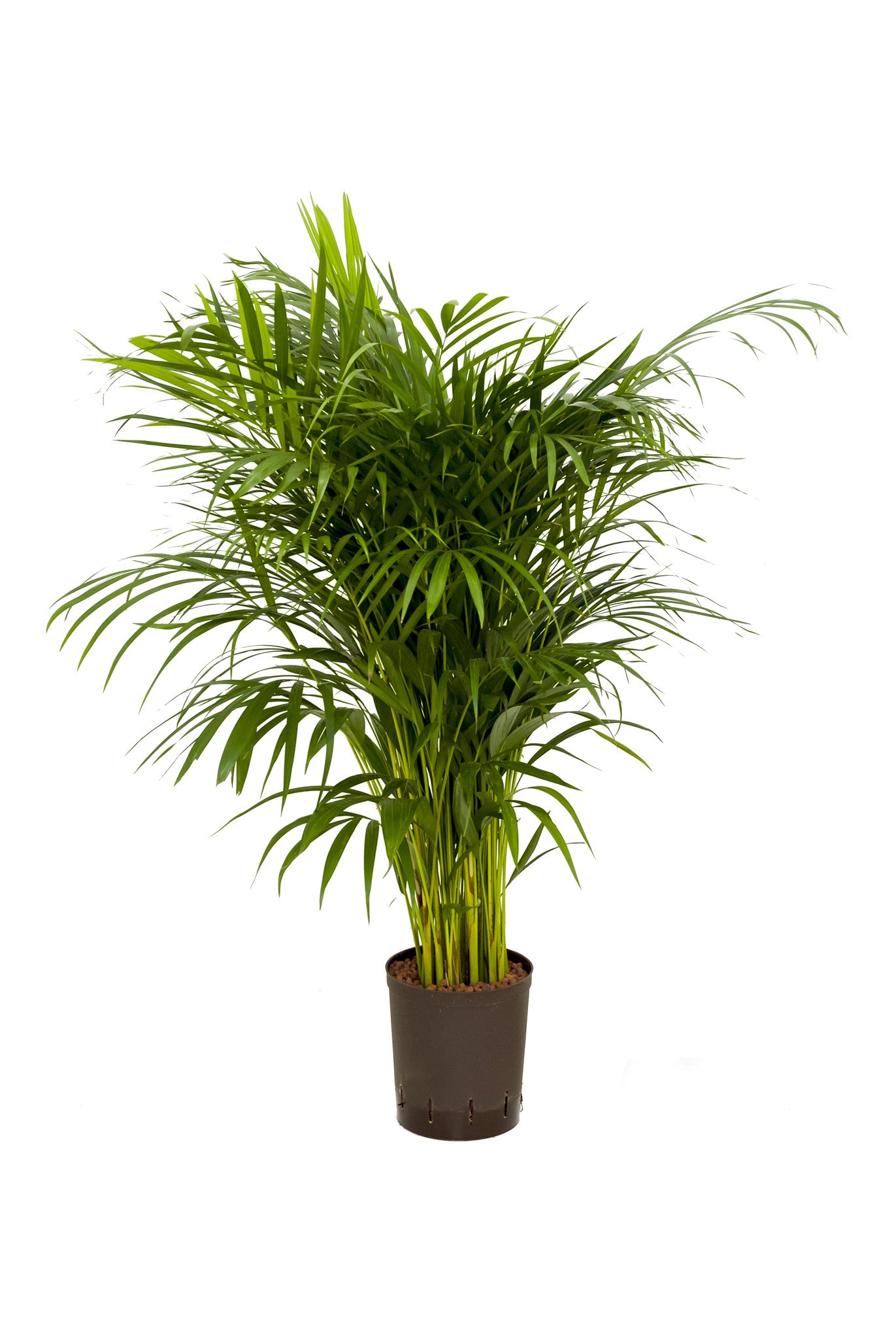Chrysalidocarpus/Areca 120-140