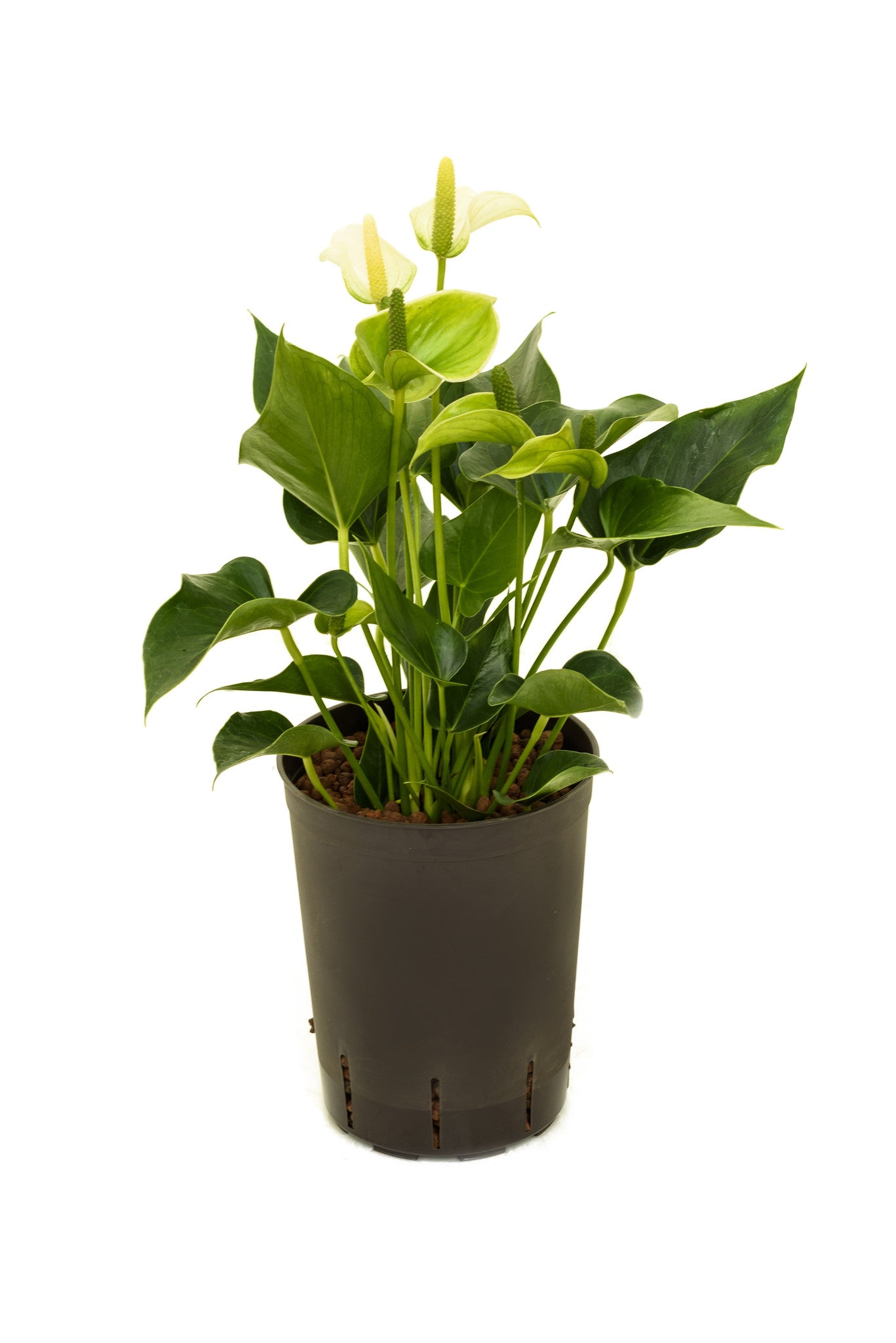 Anthurium ROT 60cm