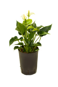 Anthurium ROT 60cm