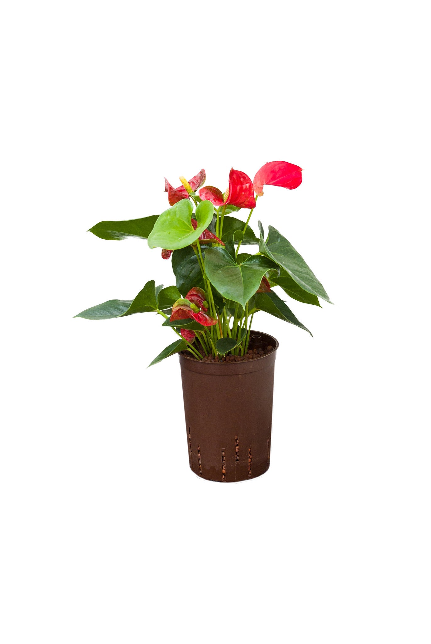 Anthurium ROT 60cm