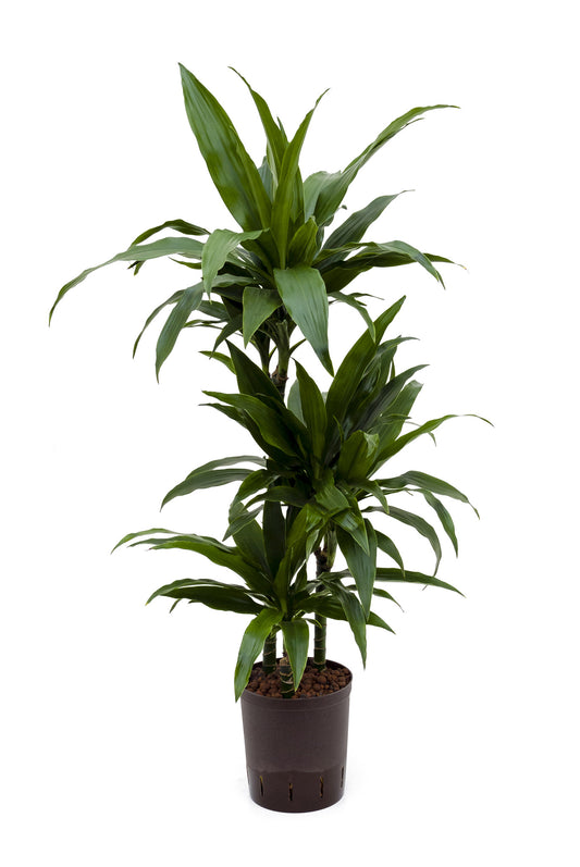 Dracaena der Janet Craig 120cm