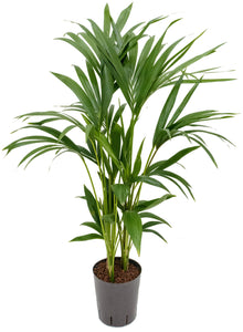 Howea forst.(Kentia)  80cm
