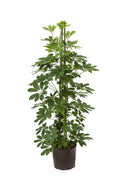 Schefflera arb grün 80-90cm
