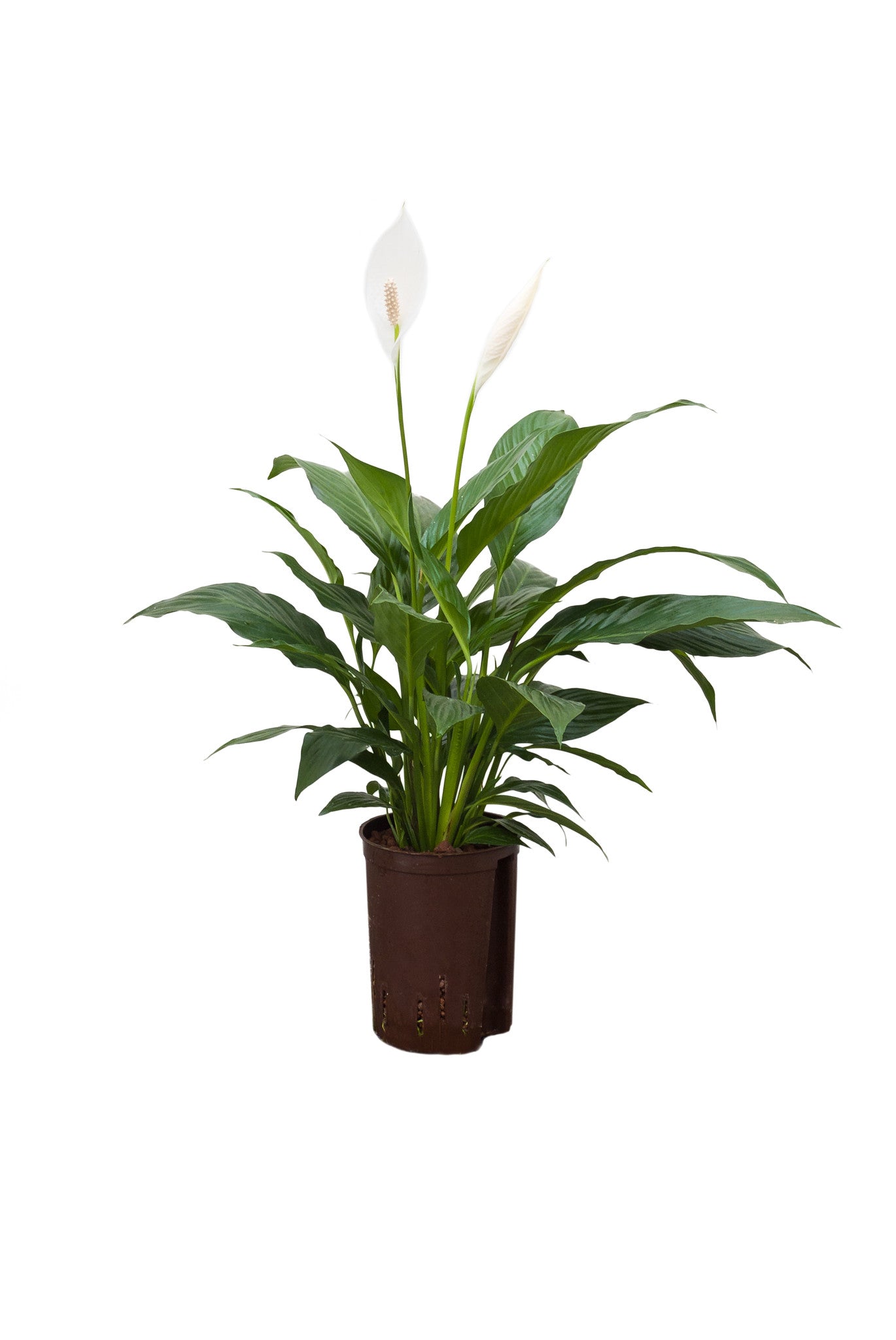 Spathiphyllum floribundum 40cm Luwasa shop