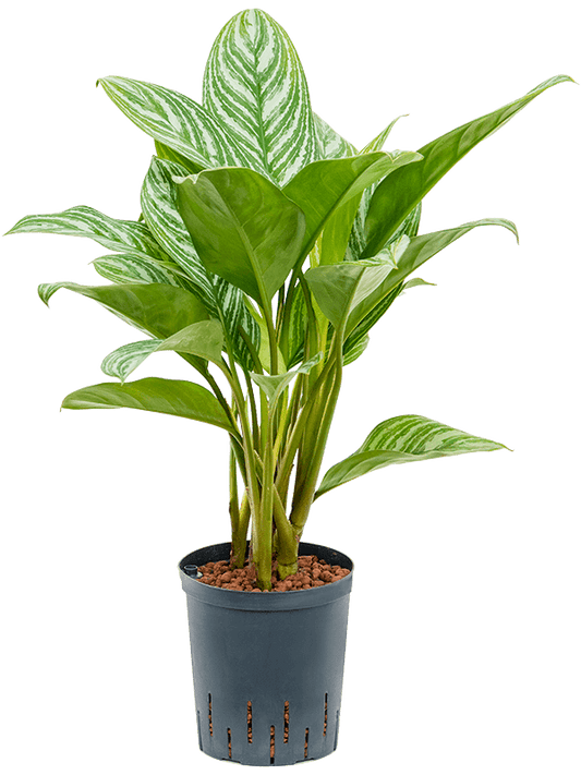 Aglaonema Stripes 50cm