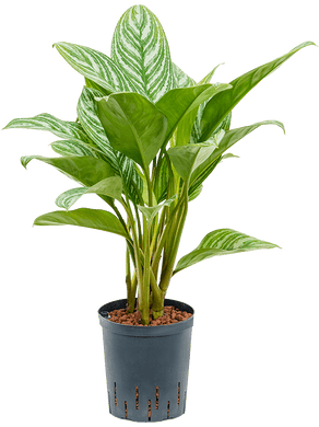 Aglaonema Stripes 50 cm 18 / 19