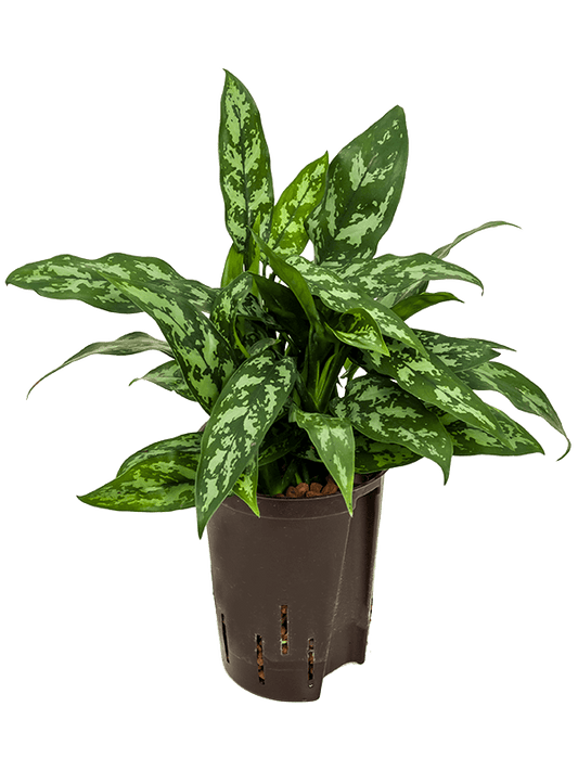Aglaonema com. Maria 40cm