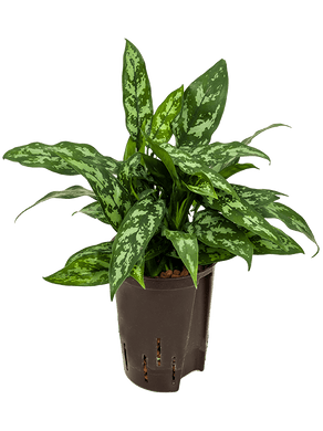 Aglaonema com. Maria 40 cm 15 /19