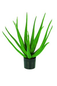 Aloe 58 cm grün