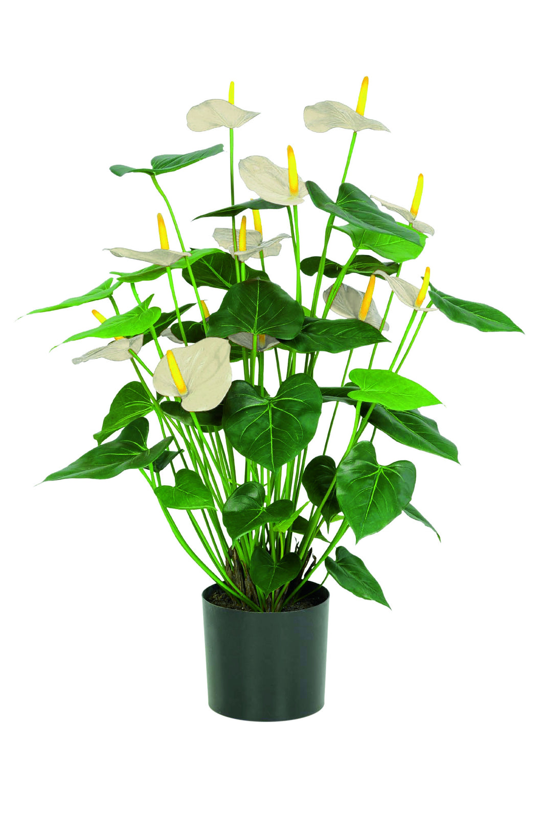 Anthurium 78 cm crème-weiss