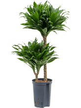 Dracaena Deremensis Compacta