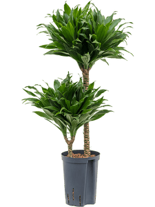 Dracaena Deremensis Compacta