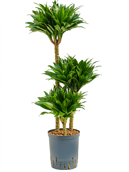 Dracaena der J.C.Compacta 40cm