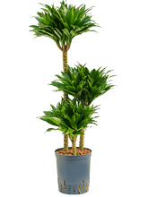 Dracaena Deremensis Compacta