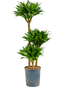 Dracaena Deremensis Compacta