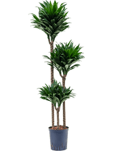 Dracaena Deremensis Compacta