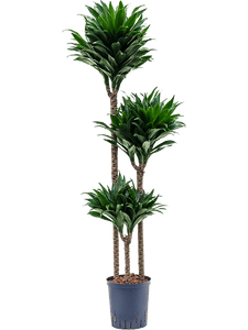 Dracaena Deremensis Compacta