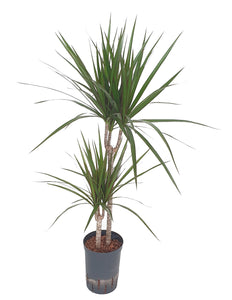 Dracaena marginata