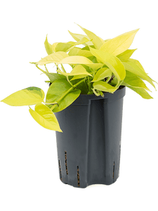 Epipremnum aureum Neon Hänger 15/19