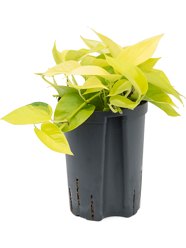 Epipremnum aureum Neon Hänger 15/19