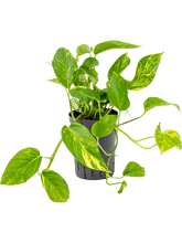 Epipremnum aureum