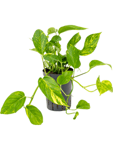 Epipremnum aureum