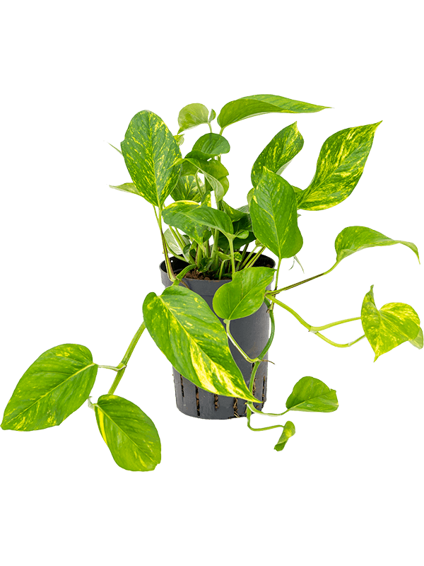 Epipremnum aureum