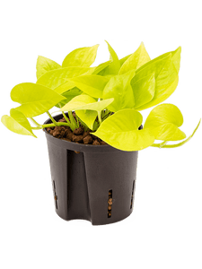 Epipremnum aureum