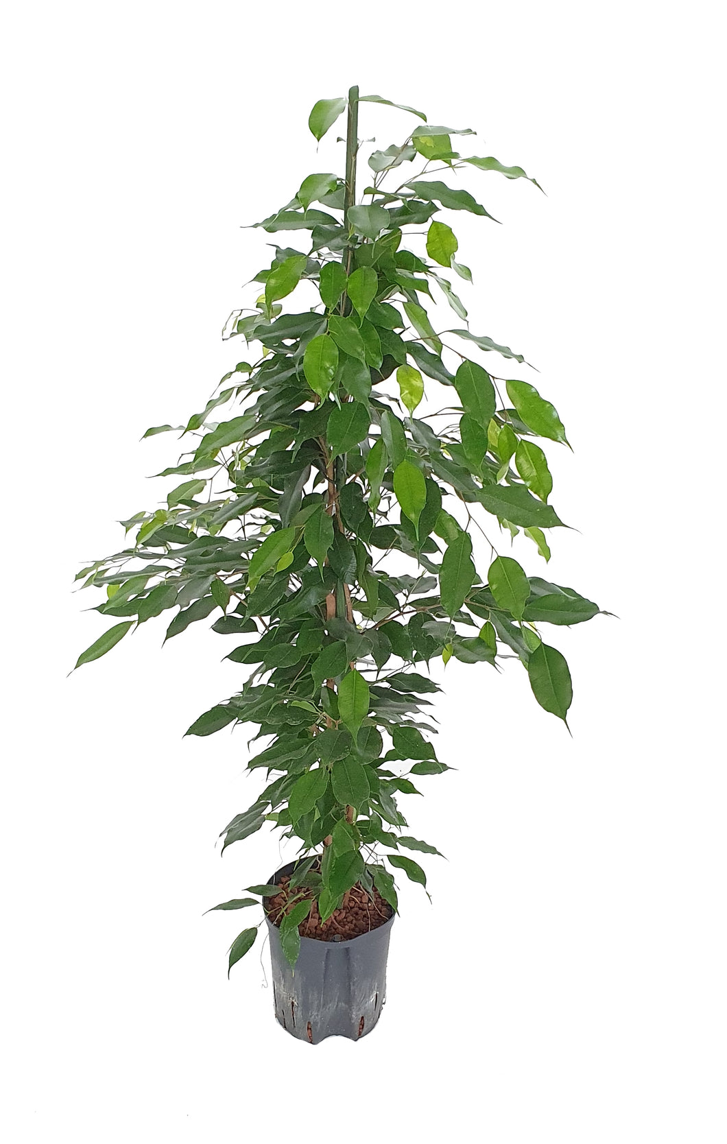 Ficus benjamina 80-90cm