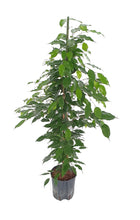 Ficus Benjamina