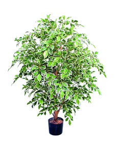 Ficus benj. panachiert 140 cm