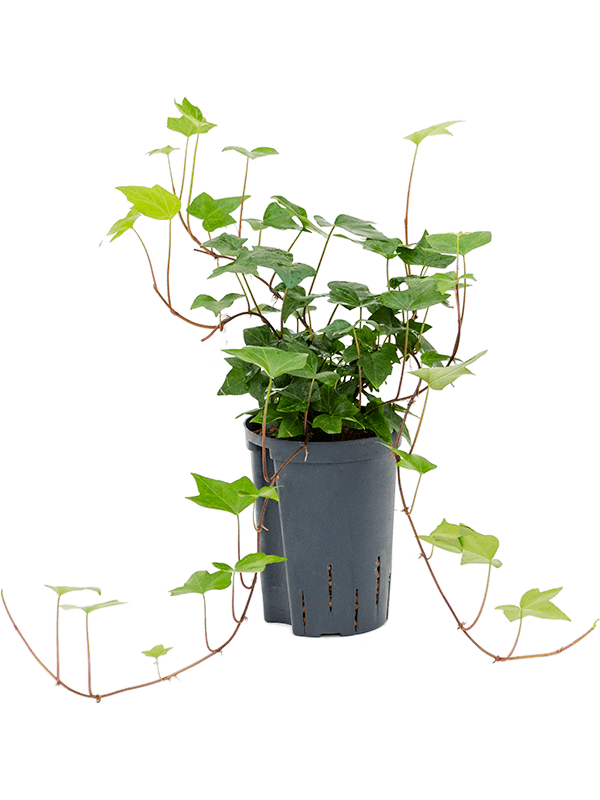Hedera helix Montgomery