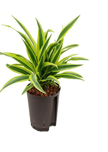 Dracaena Lemon Line