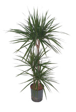 Dracaena marginata