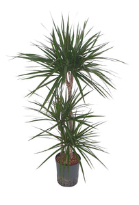 Dracaena marginata