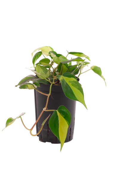 Philodendron scandens variegata (Hänger)