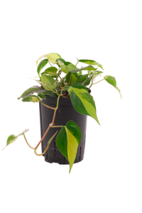 Philodendron scandens variegata (Hänger)