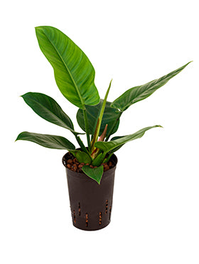 Philodendron Imp. Green 40cm