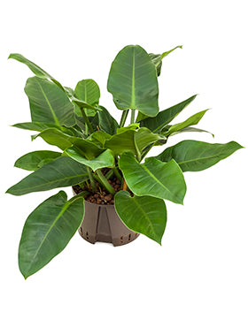 Philodendron Imp. Green 40cm