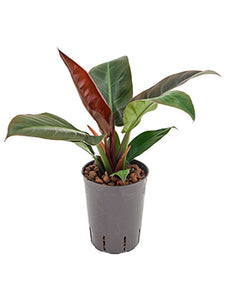 Philodendron Imp. Green 40cm