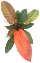 Philodendron Prince of Orange 18/19