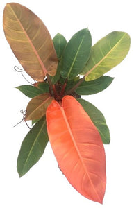 Philodendron Prince of Orange 18/19